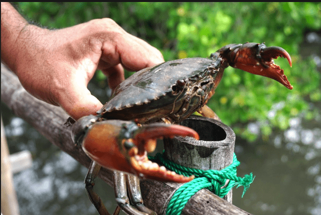 Ragam Peralatan dalam Pembenihan Kepiting Bakau (perikanan.probolinggo.go.id)