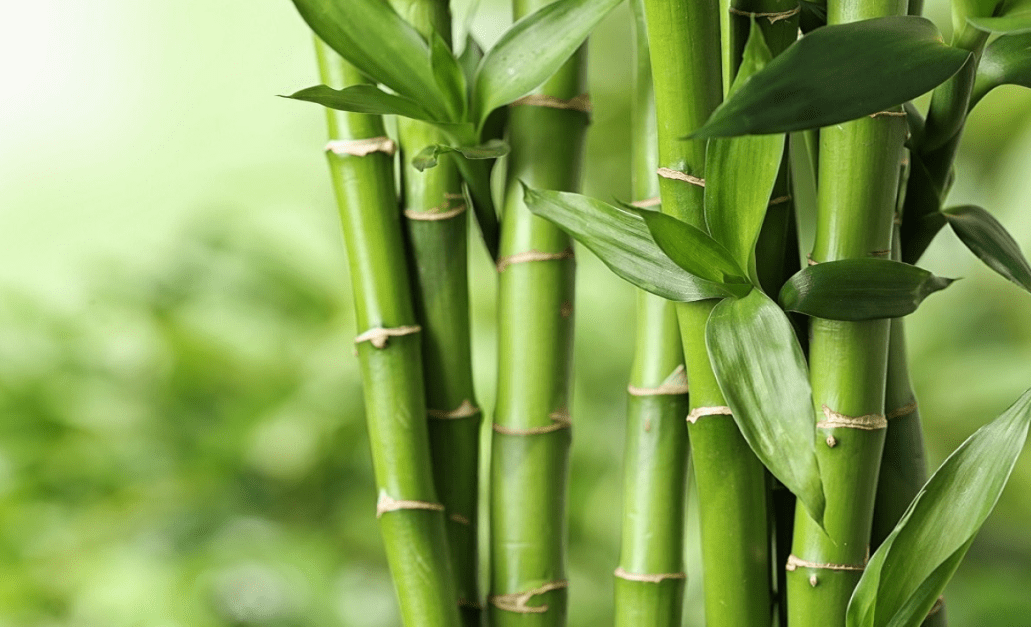 Cara Merawat Tanaman Bambu Air (selasar.com)