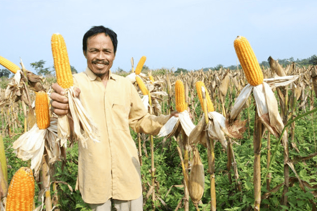 Petani Sukses yang Menggabungkan Kearifan Lokal dan Teknologi (petanitop.blogspot.com)