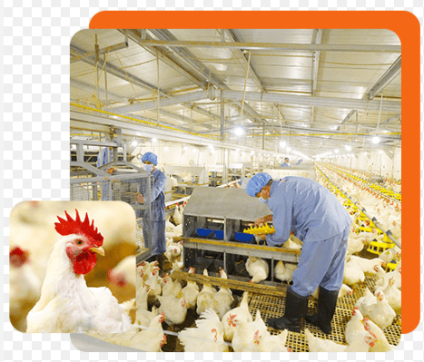 Perusahaan Industri Perunggasan,PT Japfa Comfeed Indonesia Tbk
