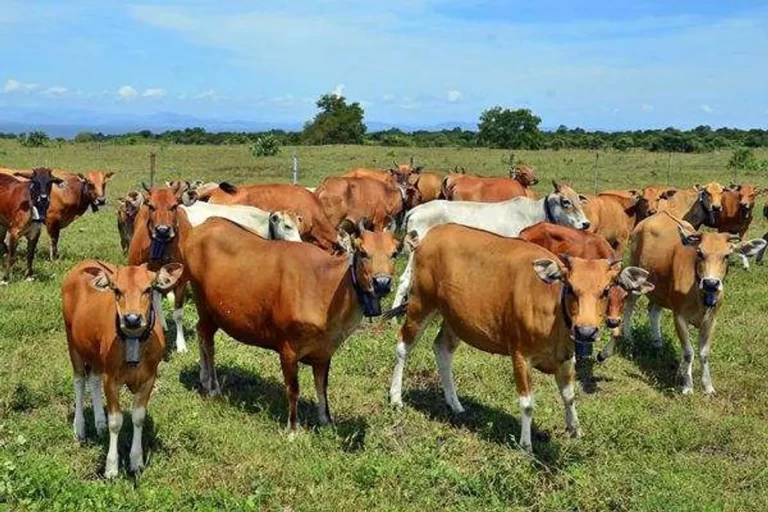 Agribisnis dan Pemeliharaan Sapi