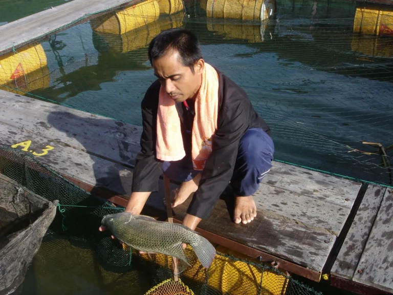 Agribisnis dan Pemuliaan Ikan Nila