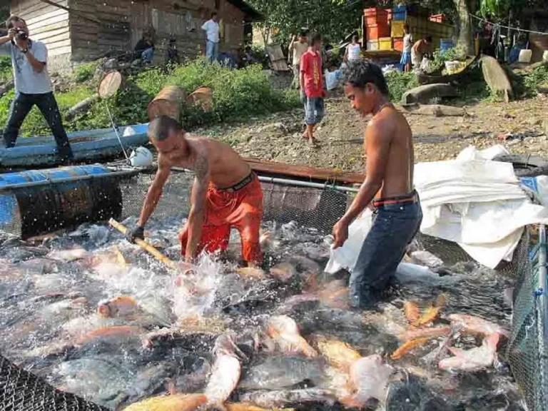 Agribisnis dan Pemuliaan Ikan Nila