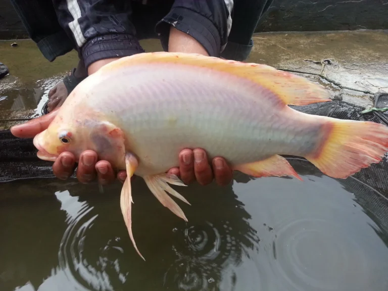 Agribisnis dan Pemuliaan Ikan Nila