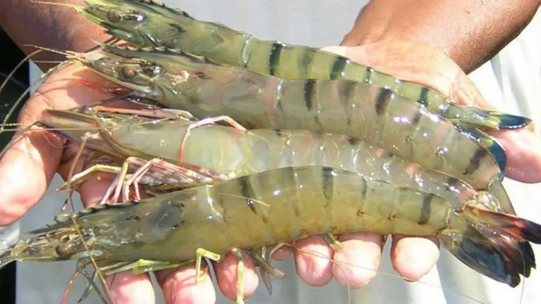 Agribisnis dan Pemuliaan Udang Vannamei