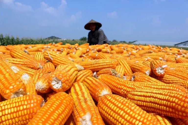 Agribisnis dan Pengolahan Jagung