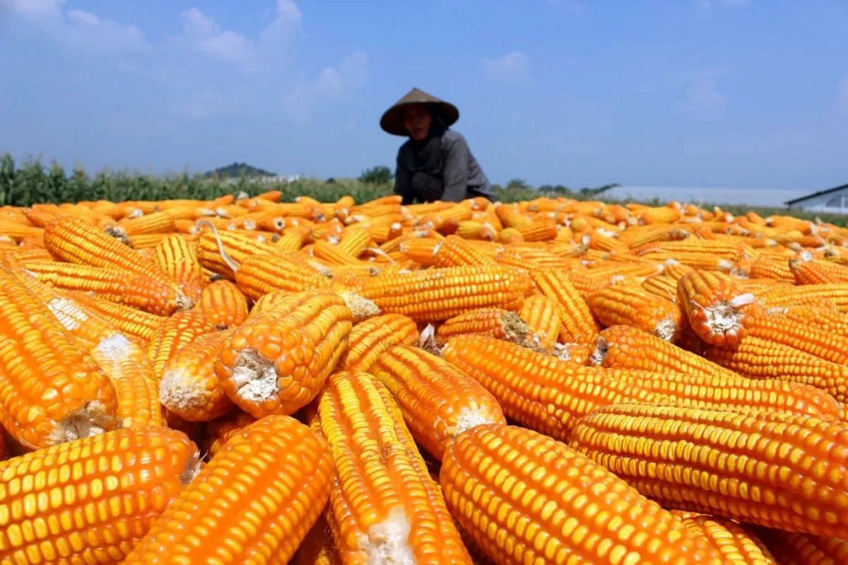 Agribisnis dan Pengolahan Jagung