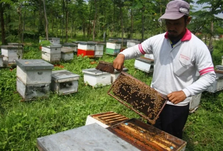 Agribisnis dan Pengolahan Madu Lebah