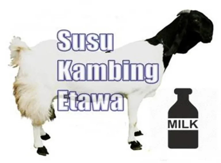 Agribisnis dan Pengolahan Susu Kambing