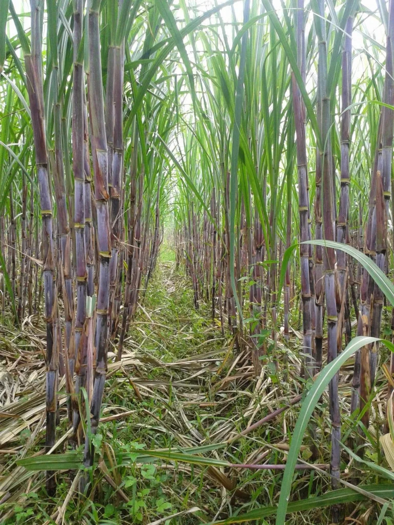 Agribisnis dan Pengolahan Tebu