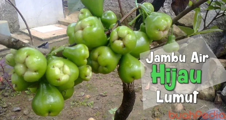 Agribisnis dan Peningkatan Produksi Jambu Air