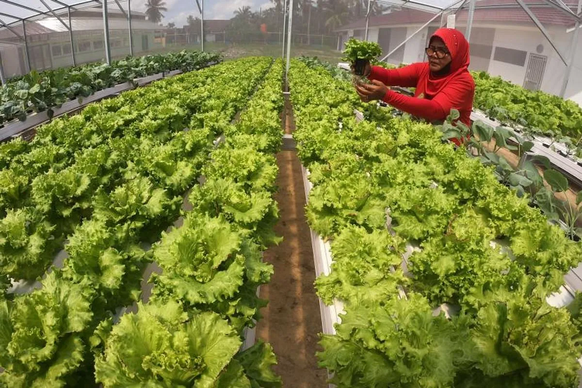 Agribisnis dan Peningkatan Produksi Jambu Air