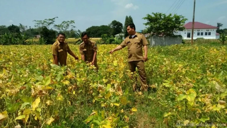 Agribisnis dan Peningkatan Produksi Kedelai