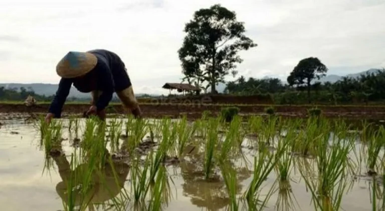 Agribisnis dan Peningkatan Produksi Mangga