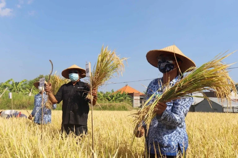Agribisnis dan Peningkatan Produksi Padi