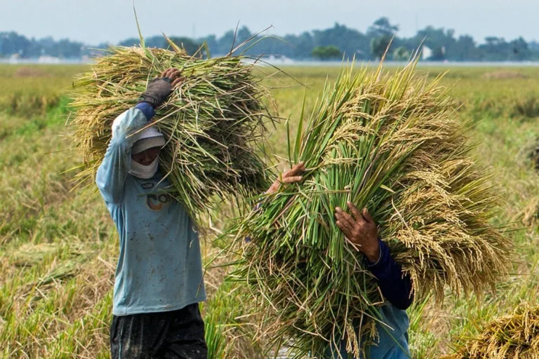 Agribisnis dan Peningkatan Produksi Padi