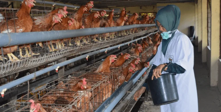 Agribisnis dan Peningkatan Produksi Ternak