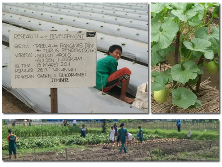 Agribisnis dan Peran Pentingnya dalam Peningkatan Akses Pangan Lokal