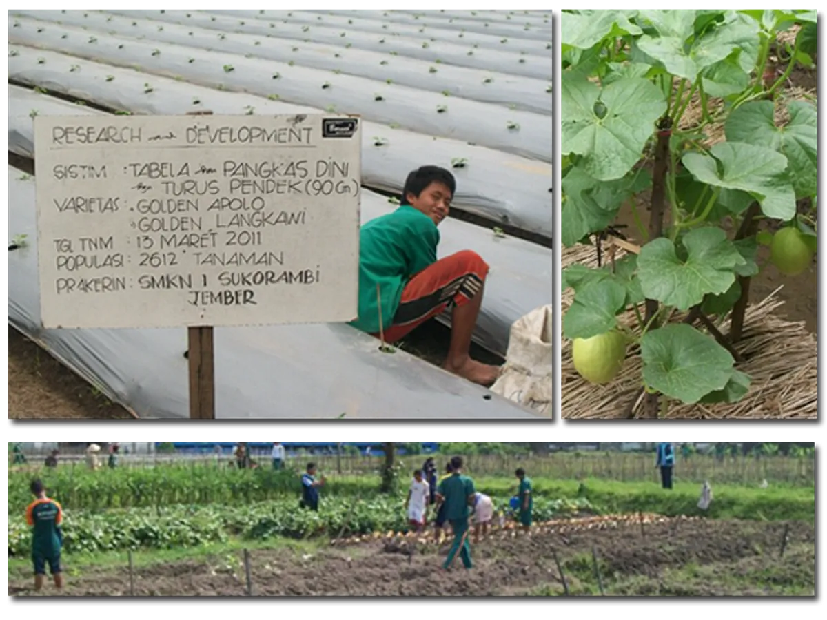 Agribisnis dan Peran Pentingnya dalam Peningkatan Akses Pangan Lokal