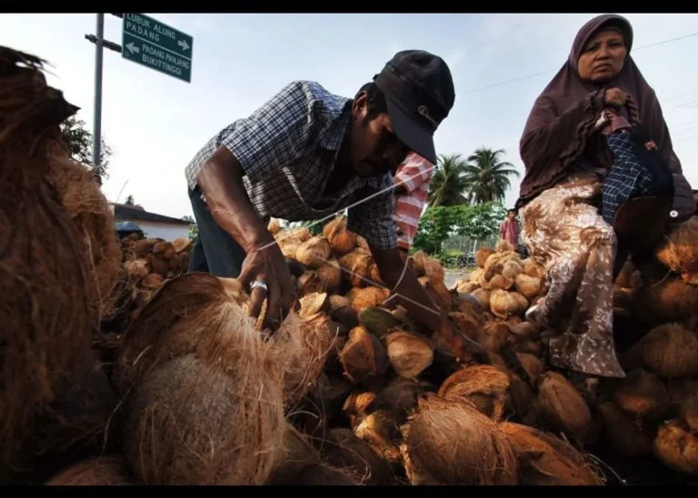 Agribisnis Kelapa dan Peningkatan Produksi