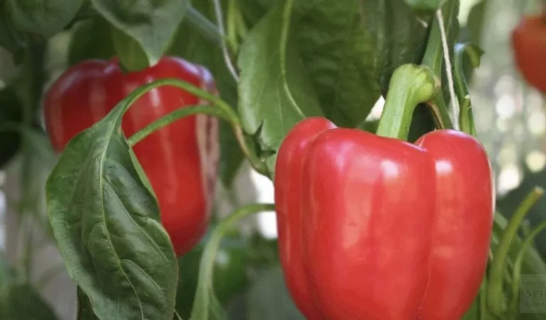 Agribisnis Paprika