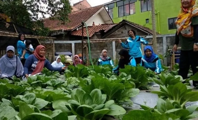 Agribisnis Perkotaan: Menanam di Tengah Kota