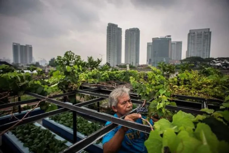 Agribisnis Perkotaan: Menanam di Tengah Kota