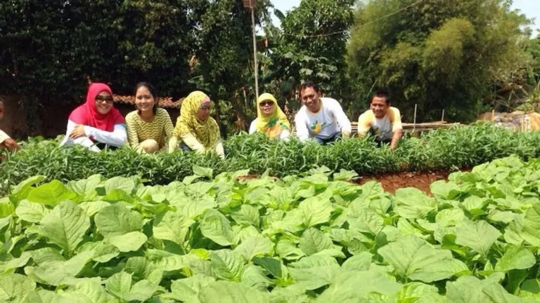 Agribisnis Perkotaan: Menanam di Tengah Kota