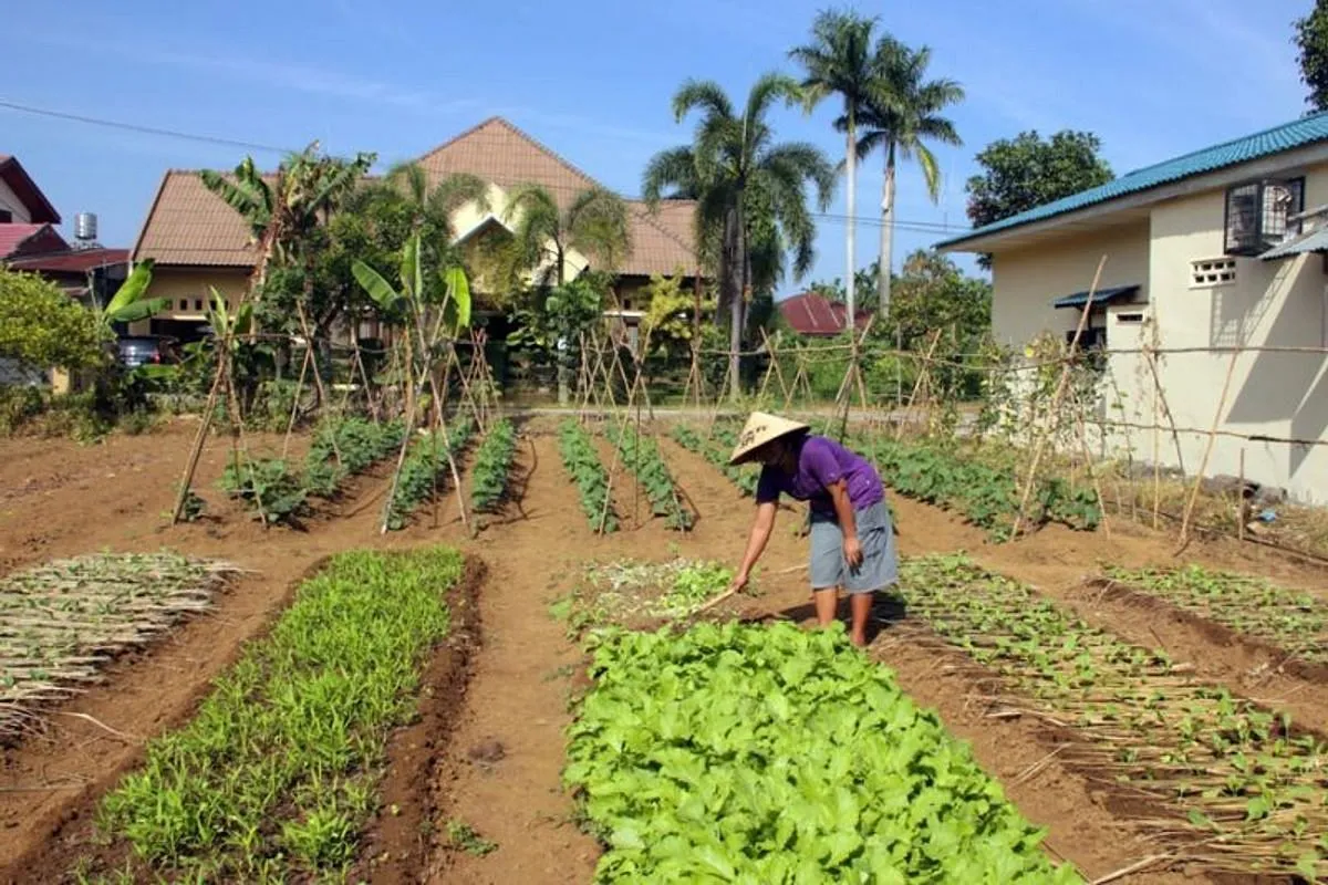 Agribisnis Perkotaan: Menanam di Tengah Kota