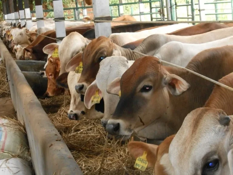 Agribisnis Peternakan Sapi Potong: Mengoptimalkan Usaha Anda