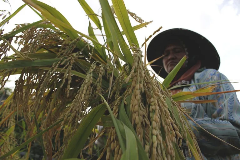 Agribisnis Sebagai Solusi Mengatasi Tantangan Pertanian
