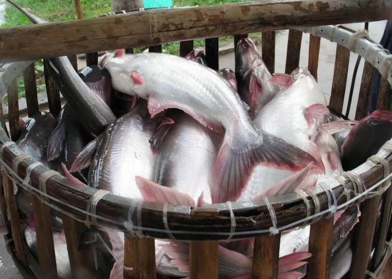 Analisis Pasar dan Potensi Bisnis Peternakan Ikan Patin di Kolam Terpal