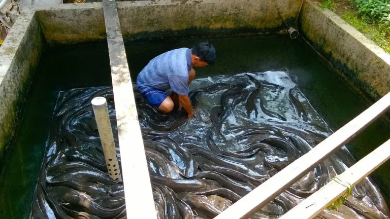 Analisis Pasar Ikan Lele Lokal