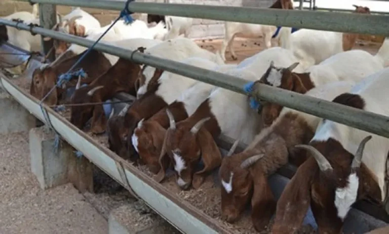 Aspek Kesehatan dalam Beternak Kambing