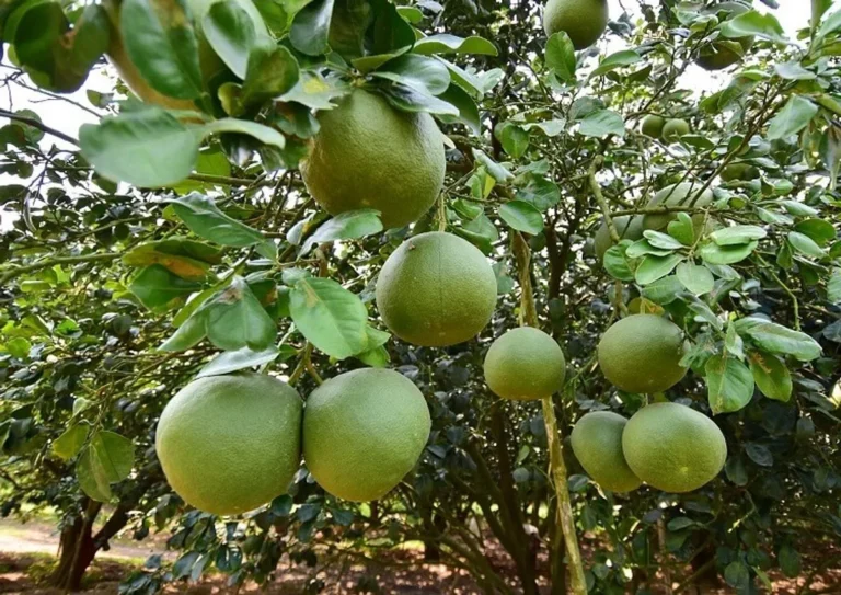 Aspek Lingkungan dalam Bisnis Perkebunan Jeruk Bali