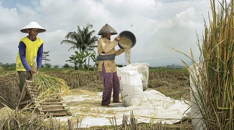 Asuransi Pertanian: Perlindungan Agribisnis