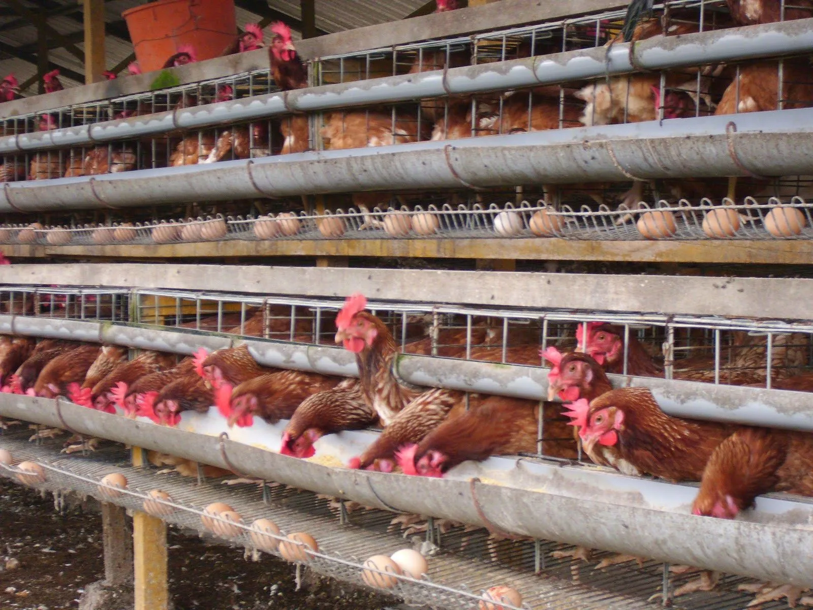 Ayam Kampung Petelur