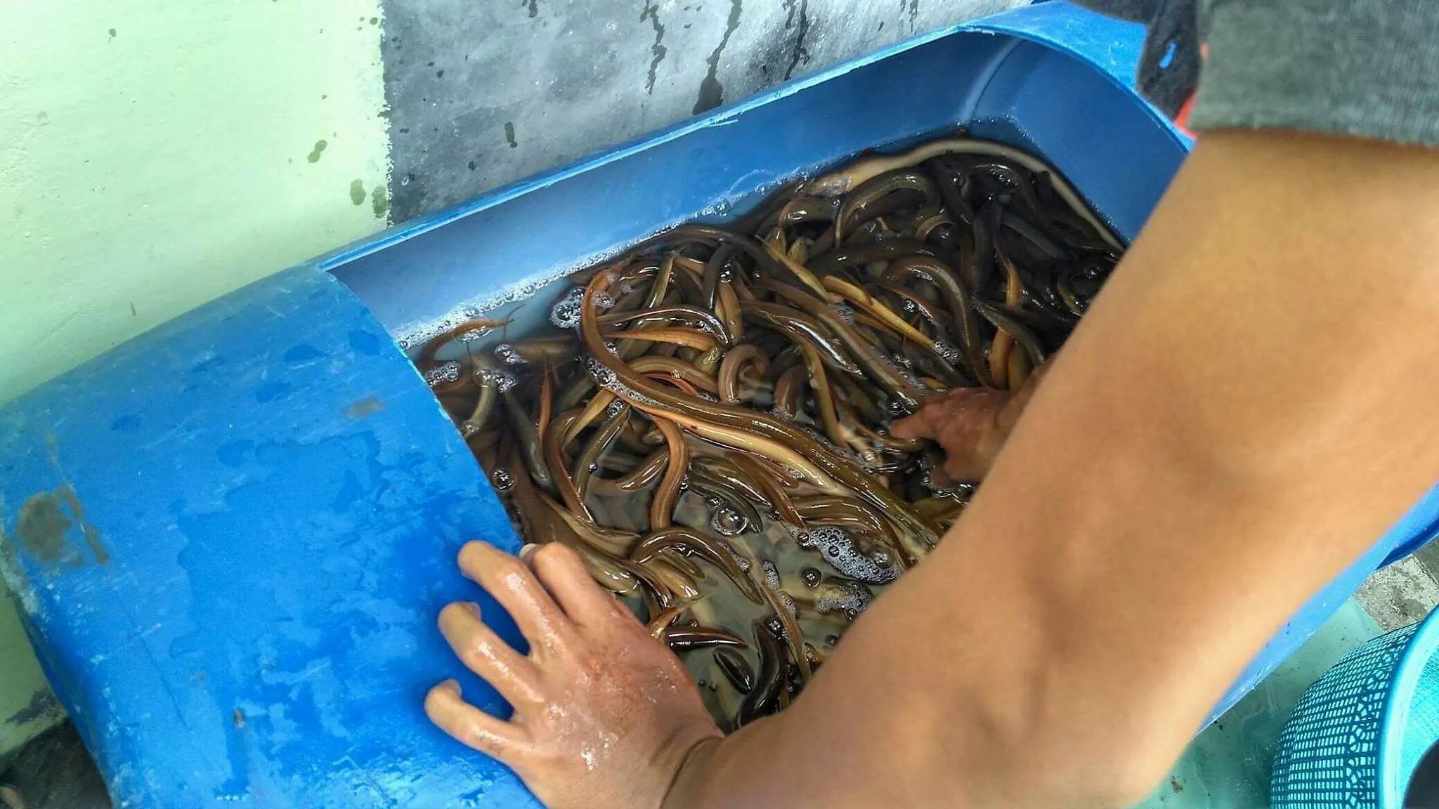 Bisnis Budidaya Belut: Peluang Pasar