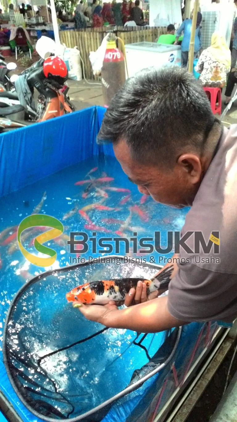 Bisnis Budidaya Ikan Koi yang Menguntungkan