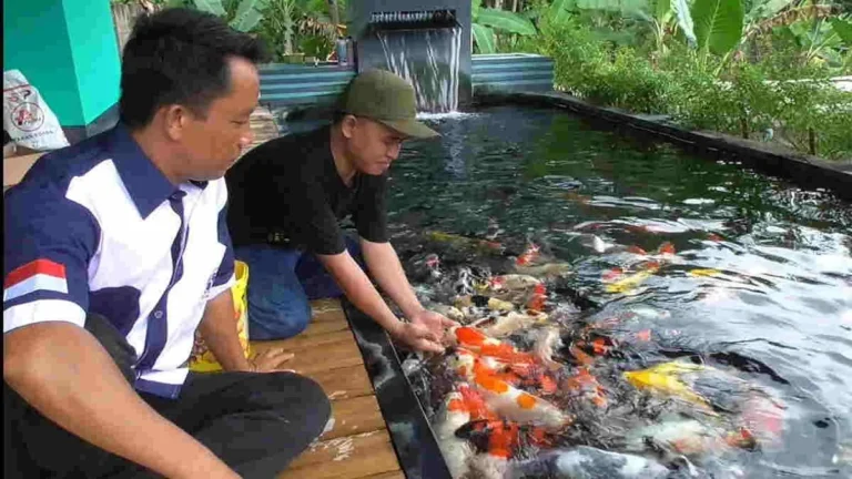 Bisnis Budidaya Ikan Koi yang Menguntungkan