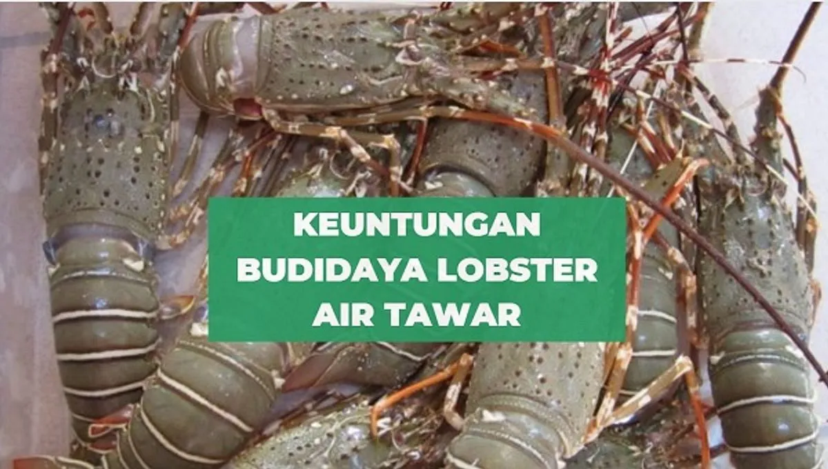 Bisnis Budidaya Lobster Air Tawar: Peluang Pasar