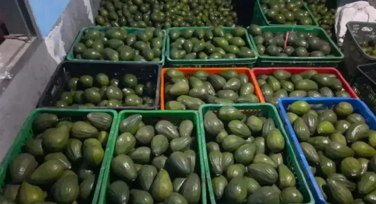 Bisnis Perkebunan Alpukat: Prospek Pasar