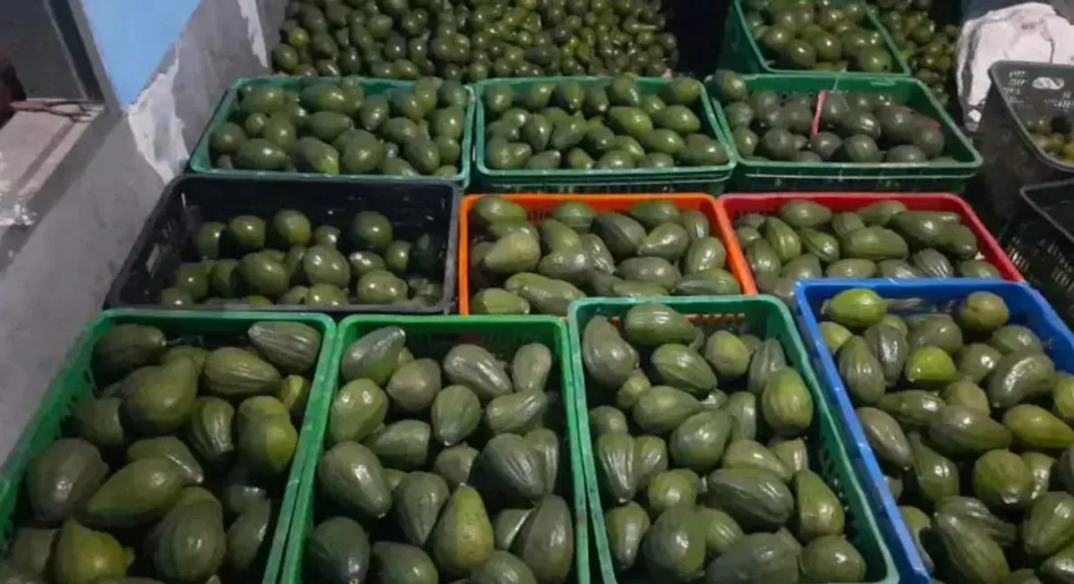 Bisnis Perkebunan Alpukat: Prospek Pasar