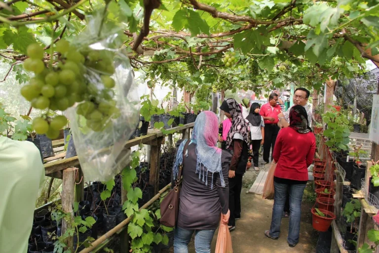 Bisnis Perkebunan Anggur: Peluang Pasar