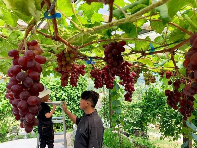 Bisnis Perkebunan Anggur: Peluang Pasar