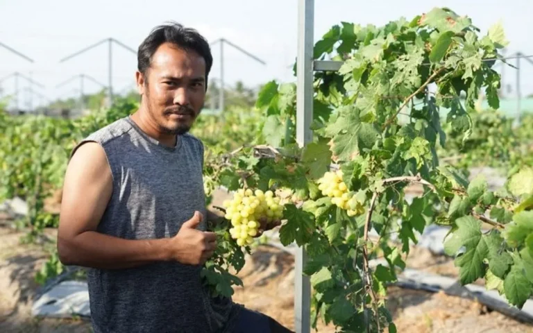 Bisnis Perkebunan Anggur: Tren Pasar Global