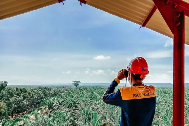 Bisnis Perkebunan Anggur: Tren Pasar Global