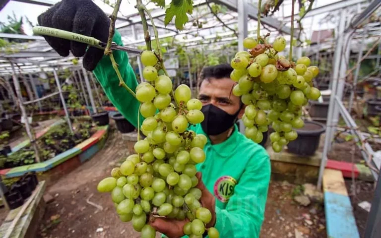 Bisnis Perkebunan Anggur: Tren Pasar Global