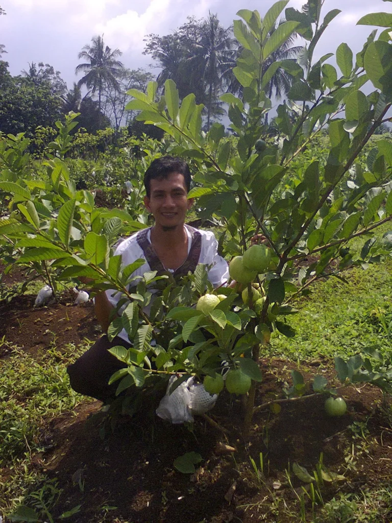 Bisnis Perkebunan Jambu Biji: Pasar Ekspor