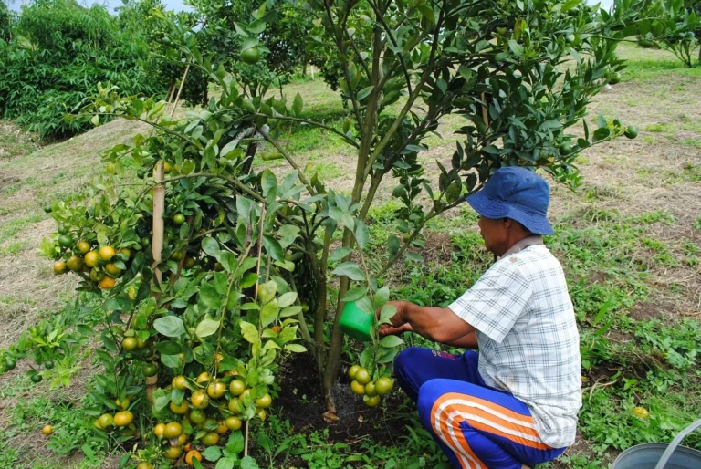 Bisnis Perkebunan Jeruk Kikit: Prospek Pasar
